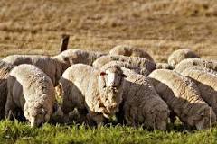 ¿Que nos dan las ovejas?