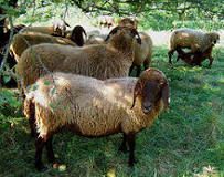 ¿Qué es una oveja definición para pequeños?