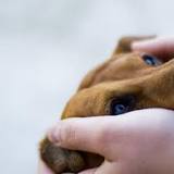 ¿Qué pasa si le tocas las orejas a un perro?