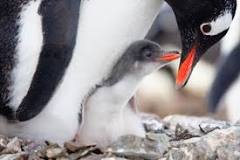 ¿Es el pinguino oviparo o viviparo? - 3 - diciembre 7, 2022