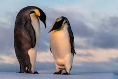 pinguino es omnivoro