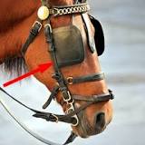 ¿Que se les tapa los ojos a los caballos?