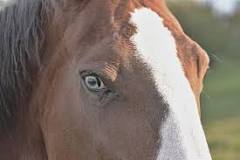 ¿Cuando le tapan los ojos a los caballos?