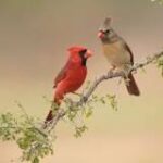 Rojo Brillante: El Pájaro Rojo