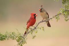 Rojo Brillante: El Pájaro Rojo - 3 - enero 1, 2023
