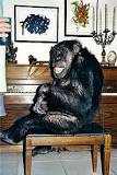 Gorila y Tarzan: Una Amistad Inquebrantable - 55 - enero 21, 2023