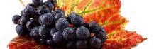 ¿Cómo se llama la uva negra larga?