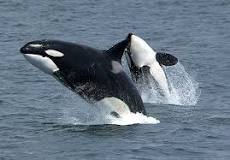 hay orcas en españa