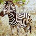 Viviendo con Zebras