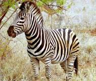Viviendo con Zebras - 3 - enero 15, 2023