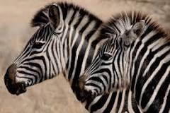 la zebra adonde está viviendo