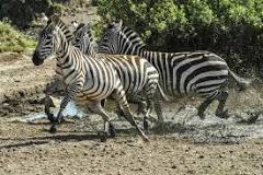 zebra donde está viviendo