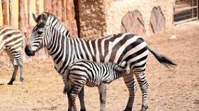 como nace la zebra