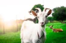 ¿Qué plusmarca tiene una cabra como logotipo?