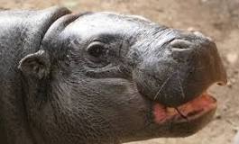 hipopótamos de madagascar