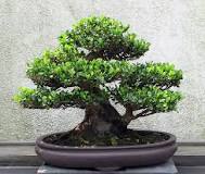¿Dónde está llevando la tilde bonsai?