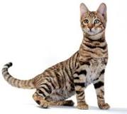 ¿Qué raza es el gato que parece un tigre?