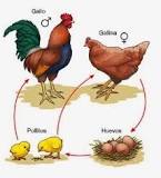 etapas de la gallina