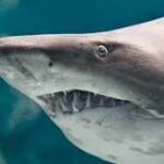 Lago de Nicaragua: el hogar de los tiburones