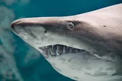 Lago de Nicaragua: el hogar de los tiburones - 3 - enero 9, 2023