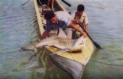 ¿Cómo llegaron los tiburones al Lago de Nicaragua?