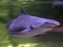 ¿Cuál es el unico lago de agüita dulce que tiene tiburones?
