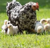 ¿En qué momento es el mejor momento como para adquirir gallinas?