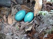 que ave está poniendo huevos color azul