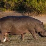'Criaturas Gigantes: La Vida del Hipopótamo'