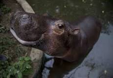 ¿Por qué el hipopótamo es peligroso?