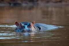 ¿En dónde está viviendo el hipopótamo y que come?