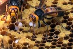 ¿Qué sonido realiza la abeja?