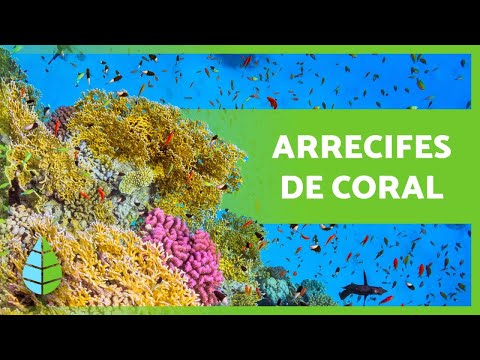 Cual es la funcion de los arrecifes de coral - 17 - abril 11, 2022