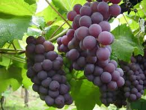 La uva es citrico - 3 - abril 10, 2022