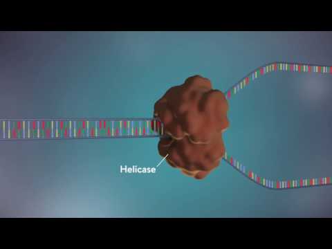 ¿La replicación del ADN se produce de 5 primos a 3 primos? - 3 - enero 28, 2022