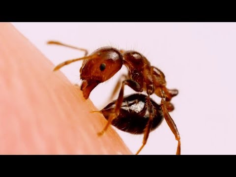 ¿Cuántas picaduras de hormigas de fuego te matarán? - 17 - enero 27, 2022