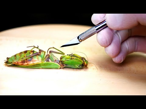 ¿Las mantis comen arca de carne en mal estado? - 3 - enero 24, 2022
