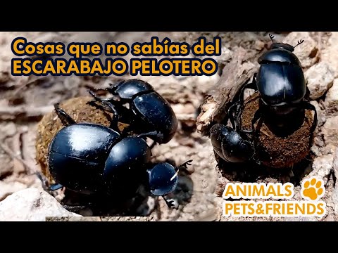 ¿Qué comen los escarabajos peloteros? - 3 - enero 17, 2022
