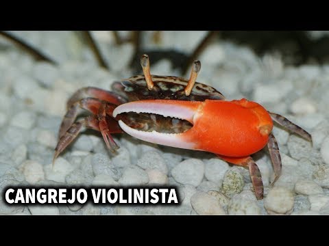 ¿Se puede comer un cangrejo violinista? - 3 - enero 17, 2022