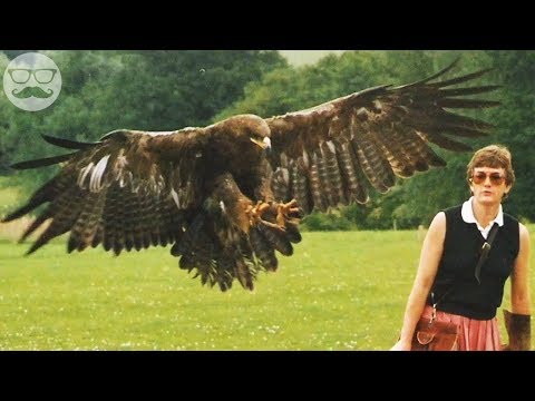 ¿Atacan las águilas calvas a los humanos? - 3 - noviembre 27, 2021