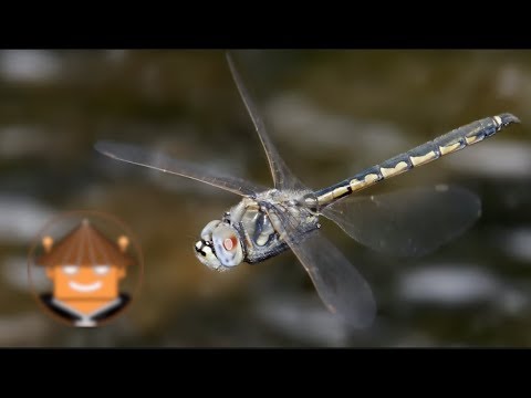 ¿Por qué las libélulas tocan el agua? - 33 - noviembre 21, 2021