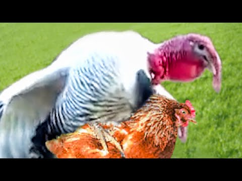 ¿Puede un pavo aparearse con un pollo?