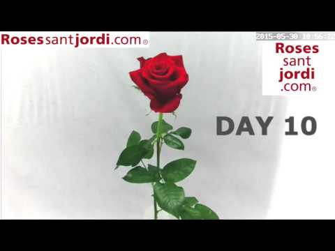 Cuanto dura una rosa - 15 - mayo 25, 2022