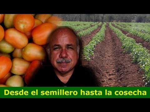 Siembra de tomate en venezuela - 149 - mayo 25, 2022