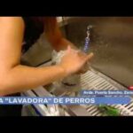 Limpiando a Zaragoza: Autolavados para Perros