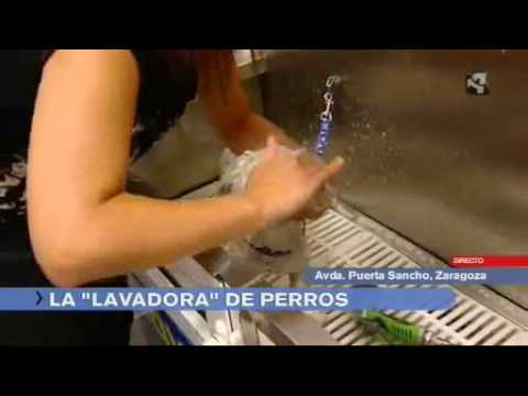 Limpiando a Zaragoza: Autolavados para Perros - 19 - febrero 12, 2023