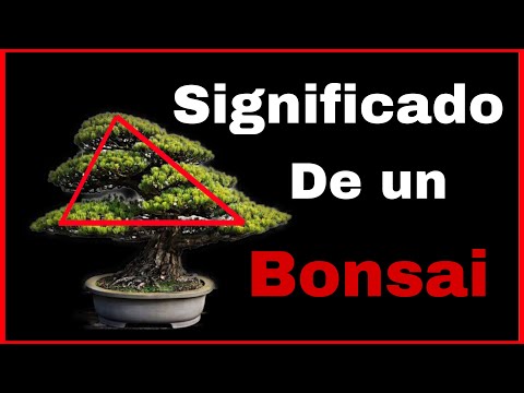 Significado de regalar un bonsai - 155 - mayo 18, 2022