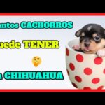 Cantidad de Cachorros de Chihuahua