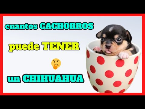 Cantidad de Cachorros de Chihuahua - 27 - febrero 12, 2023