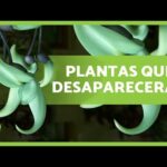 Plantas en peligro de extinción en bolivia